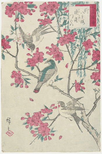 Willow, Cherry Blossoms, Sparrows and | Free Photo - rawpixel