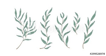 Willow eucalyptus branches with leaves vector illustration