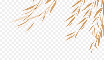 Willow Green Salix metaglauca - Autumn leaves color decorative material 