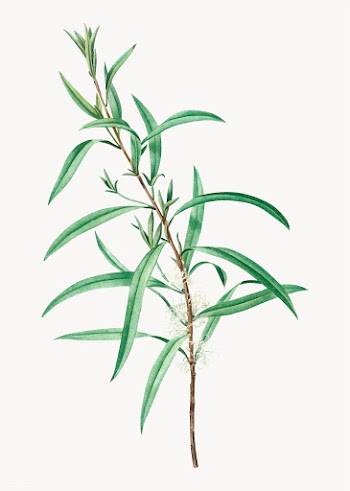 Willow-leaved hakea | Free stock vector - 568887