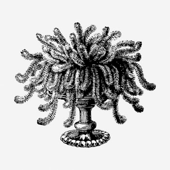 Willow plant drawing, vintage botanical | Free Photo - rawpixel