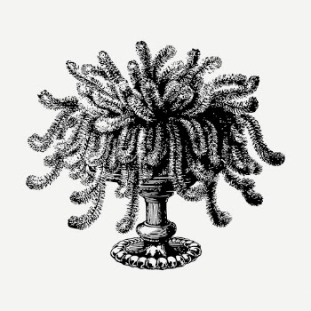 Willow plant drawing, vintage botanical | Free PSD - rawpixel