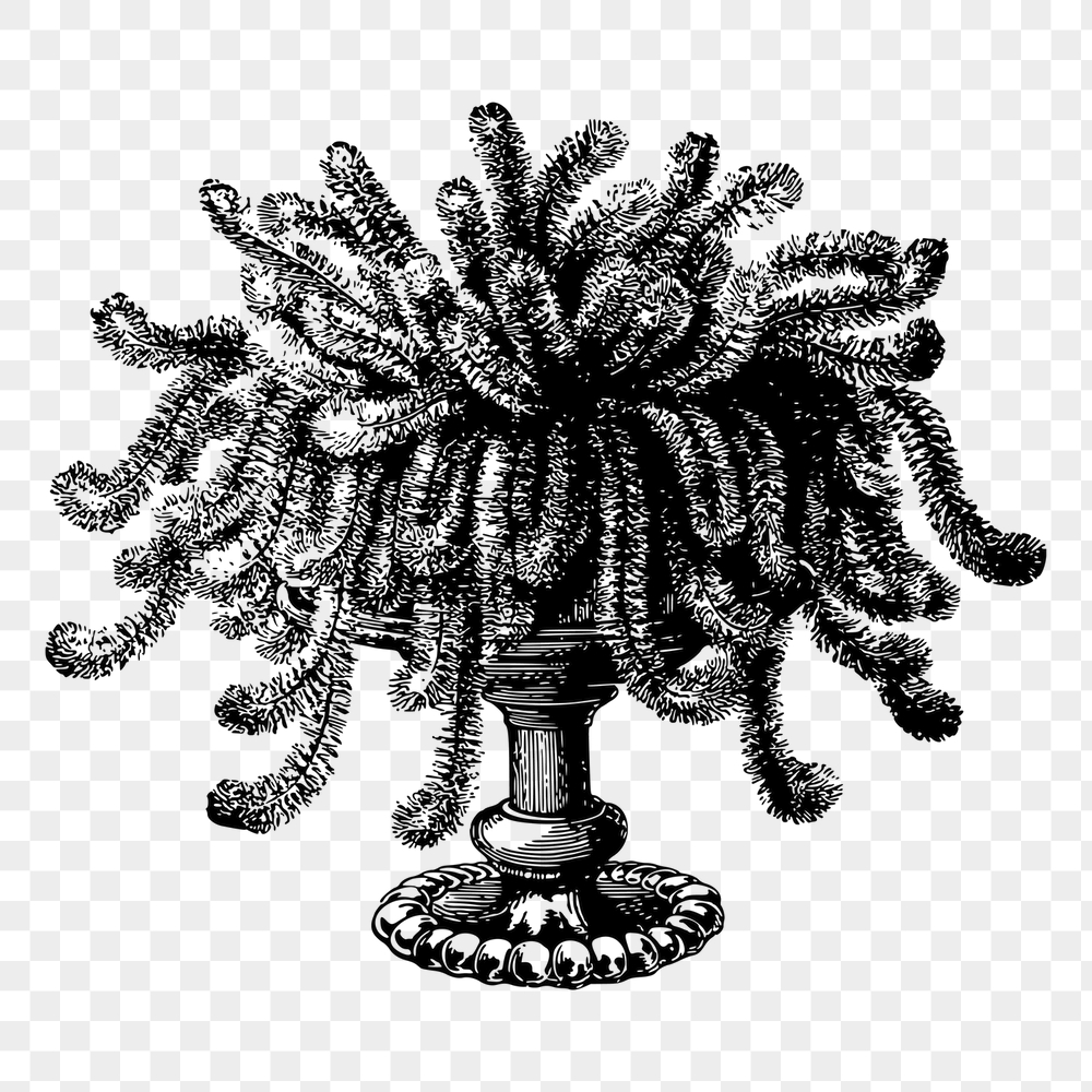 Willow plant png sticker, vintage | Free PNG - rawpixel