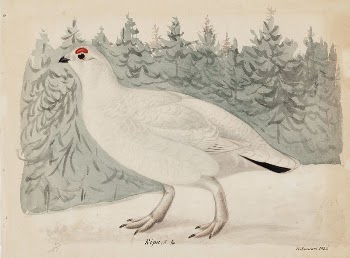 Willow ptarmigan, 1835, Magnus Von | Free Photo - rawpixel