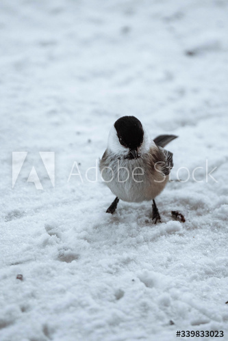 Willow Tit bird in the snow at Riisitunturi national park, Finland