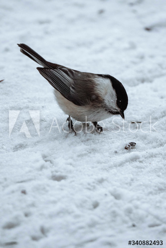 Willow Tit bird in the snow at Riisitunturi national park, Finland
