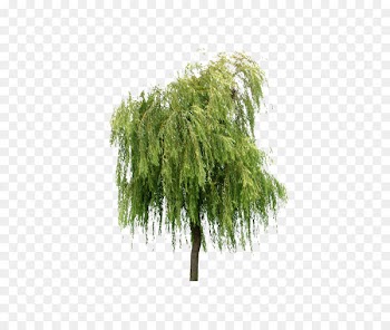 Willow Tree Layers - Willow trees 