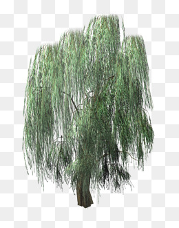 Willow Tree PNG HD Transparent Willow Tree HD.PNG Images. | PlusPNG