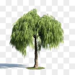 Willow Tree PNG HD Transparent Willow Tree HD.PNG Images. | PlusPNG
