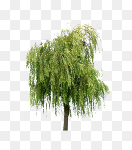 Willow Tree Png, Vector, PSD, and Clipart With Transparent ...