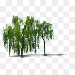 Willow Tree Png, Vector, PSD, and Clipart With Transparent ...