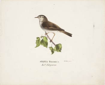 Willow warbler, 1829, Wilhelm von | Free Photo - rawpixel