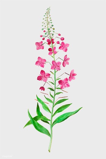 Willowherb in vintage style | Free stock vector - 561866