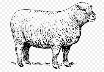 Wiltipoll Lamb and mutton Rubber stamp Clip art - lamb vector 