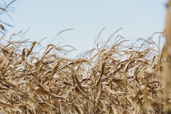 Wind Blowing Cornfield