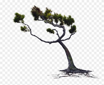Wind Blown Pine Tree Png Stock Photo 0167 Rework By - Tree Wind Png