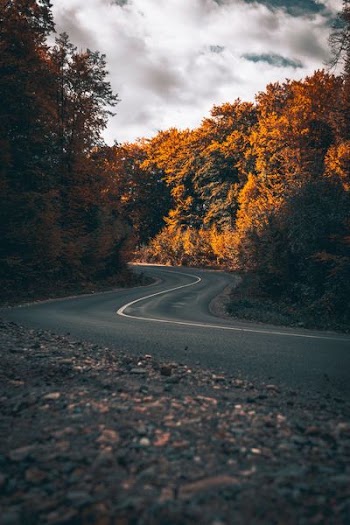 winding road between orange foliage trees