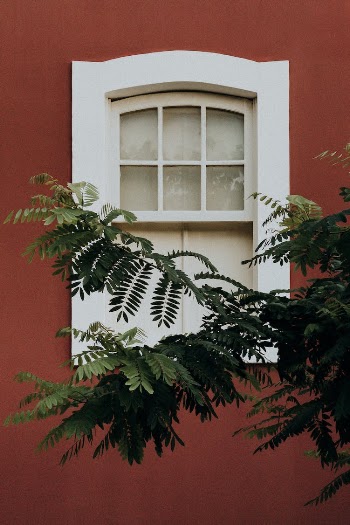 Window behind Branches