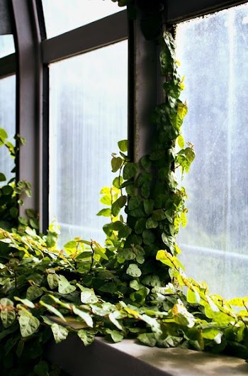 window covered with vines