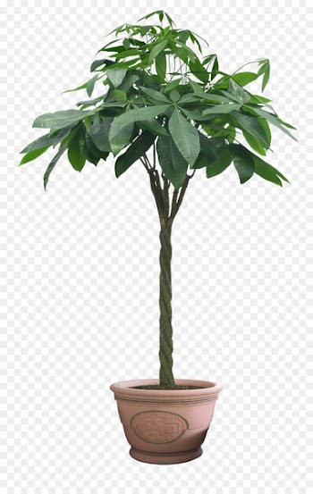 Window Sliding door Door furniture Wood - HD plant pot 