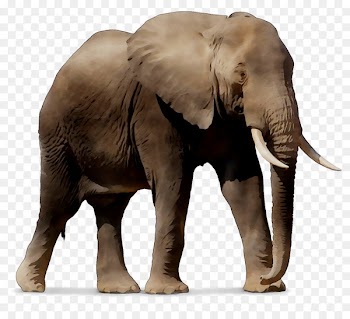 Windows SharePoint Services Indian elephant African elephant Android -  