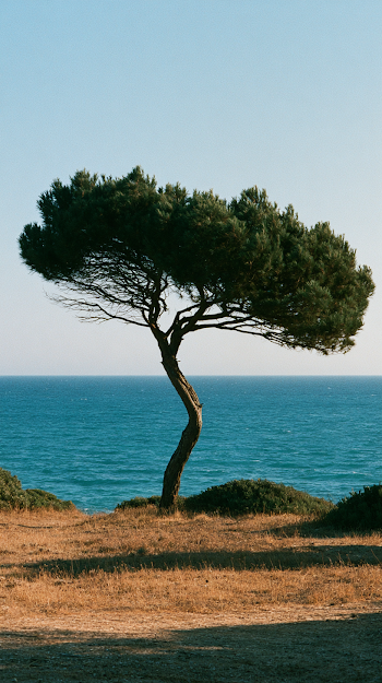 Windswept Pine Tree on Mediterranean Coast