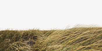 Windy grass field border, landscape | Free PSD - rawpixel
