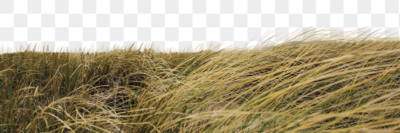 Windy grass field png border, | Free PNG - rawpixel