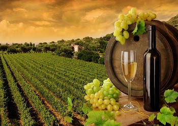 Wine and vineyard in sunset