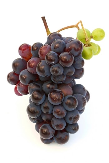 wine bottle and young grape vine branch in early summer