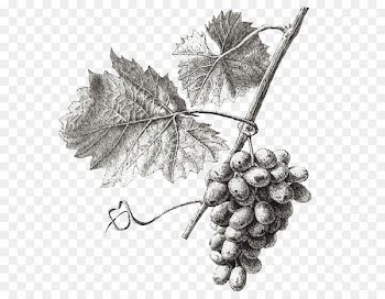 Wine Common Grape Vine Grape leaves Illustration - grape 