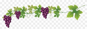 Wine Common Grape Vine Royalty-free Clip Art - Transparent Background Wine Red Grape