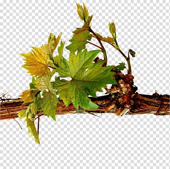 Wine Food Tree VinVillage, LLC, wine transparent background PNG clipart
