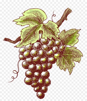 Winery Vintage Mosel - Retro grapes 