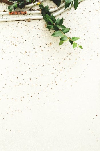 Wines By White Wall