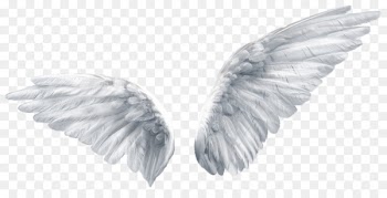 Wing Butterfly Angel Clip art - Angel wings 