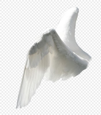 Wing PNG