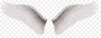 Wing White Clip art - White Wings 