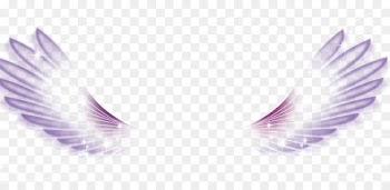 Wing White Feather - White Wings 
