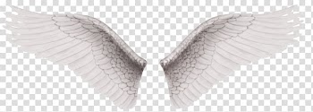 Wing White , White Wings transparent background PNG clipart