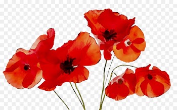 Winnipeg Transit Poppy Armistice Day Veteran -  
