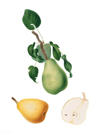Winter citron from Pomona Italiana (1817-1839.. | Free stock vector - 488089
