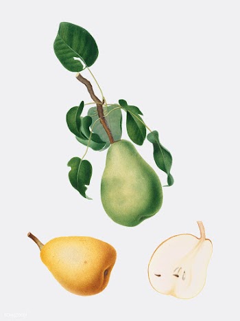 Winter citron from Pomona Italiana (1817-1839.. | Free stock vector - 488133