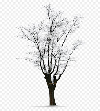 Winter Download Snow - Winter snow Trees 