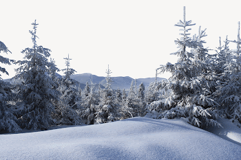 Winter forest border collage element, | Free PSD - rawpixel