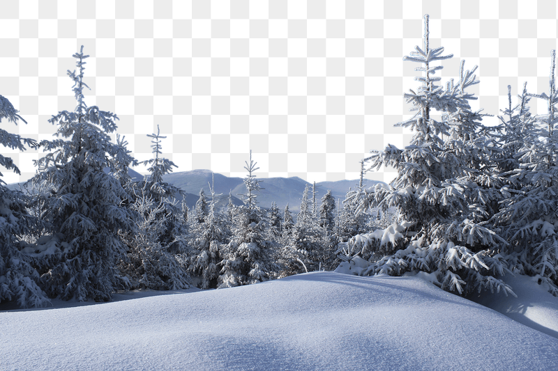 Winter forest png border sticker, | Free PNG - rawpixel