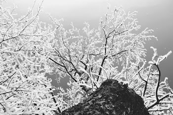 Winter Frost