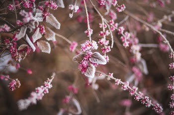 Winter frost 2