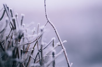Winter frost 5