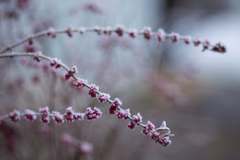 Winter frost 6